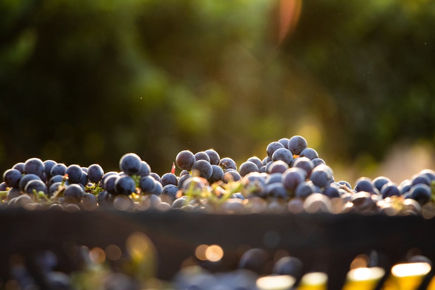 Merlot: tutto quello che c' da sapere sul vitigno francese